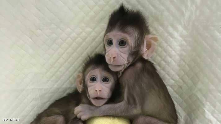 لأول مرة بالتاريخ.. استنساخ القرود صار واقعا