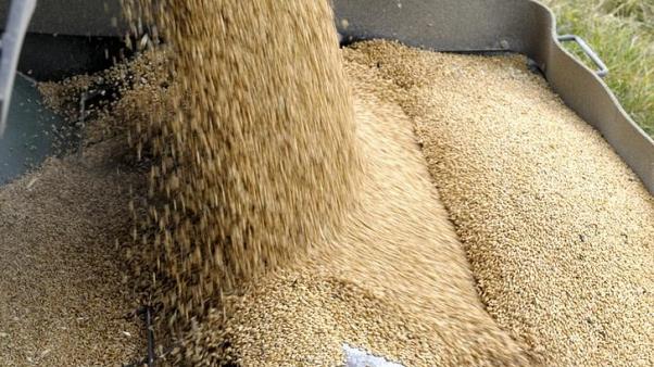 العراق يشتري 100 ألف طن قمحا أواخر ديسمبر